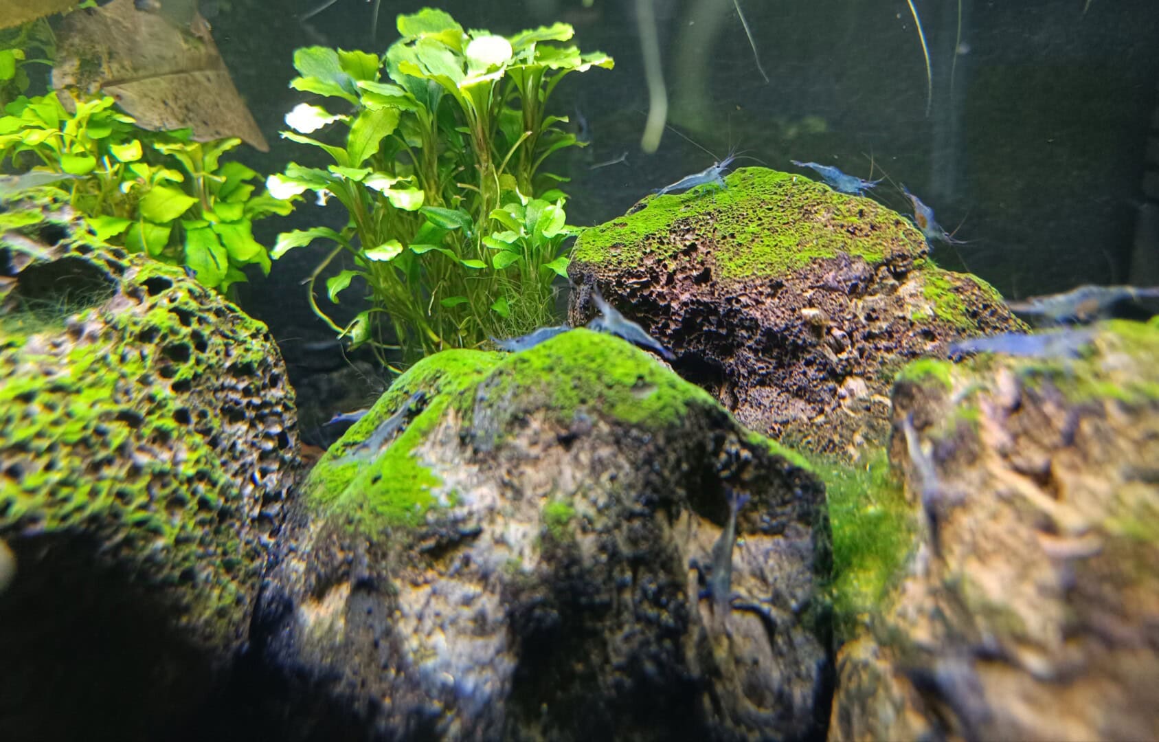 Bucephalandra eignen sich gut für die Haltung bei diesen hohen Wassertemperaturen. Foto: Isabella Keim