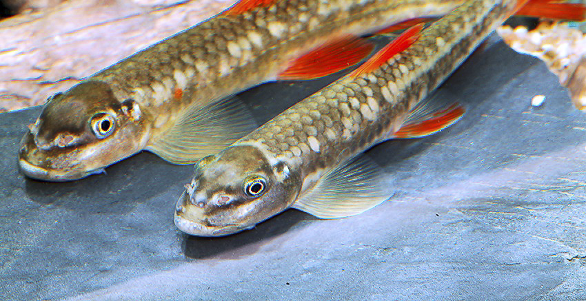 Garra qiaojiensis