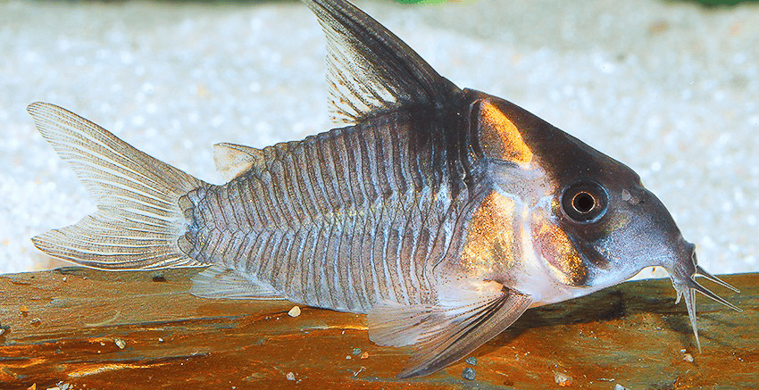 Hoplisoma colossus CW45