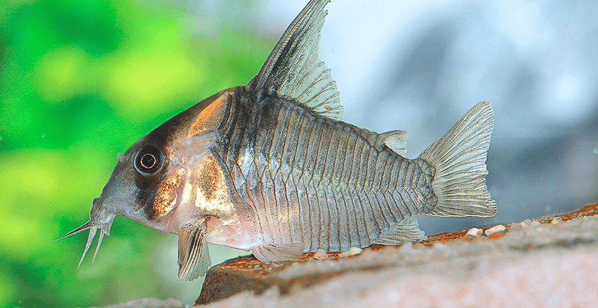 Hoplisoma colossus CW45