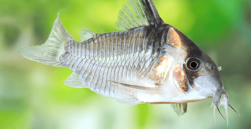 Hoplisoma colossus CW45