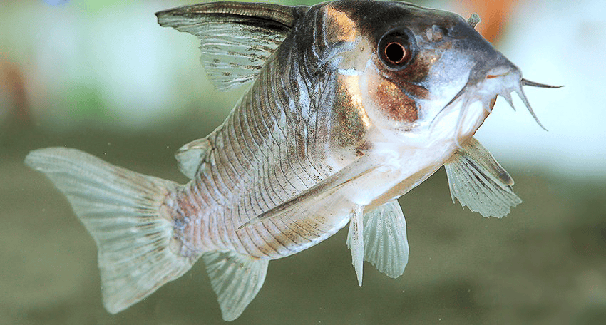 Hoplisoma colossus CW45