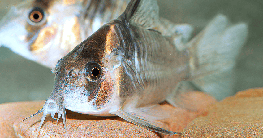 Hoplisoma colossus CW45