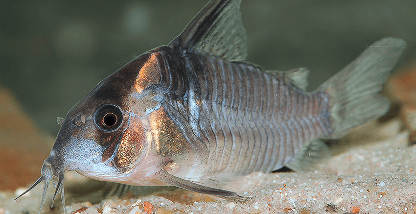 Hoplisoma colossus CW45