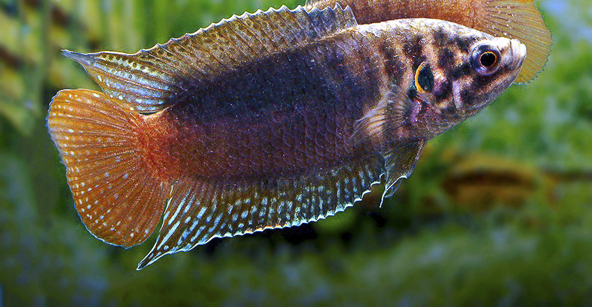 Macropodus ocellatus