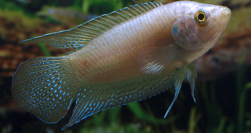 Macropodus ocellatus