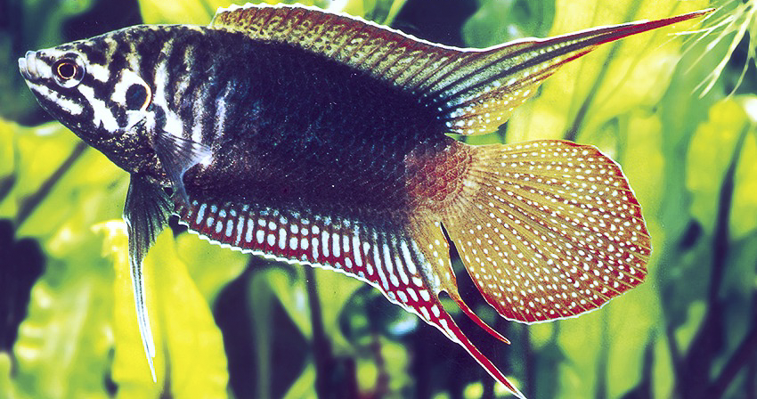 Macropodus ocellatus