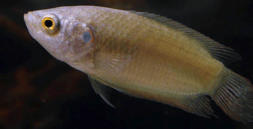 Macropodus ocellatus