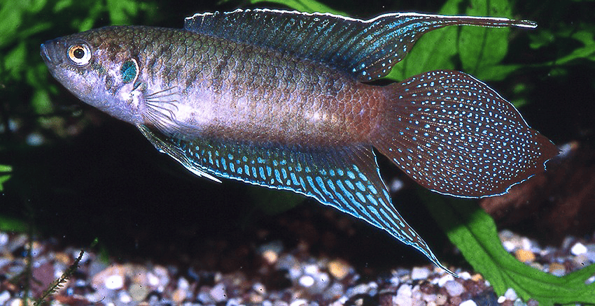 Macropodus ocellatus
