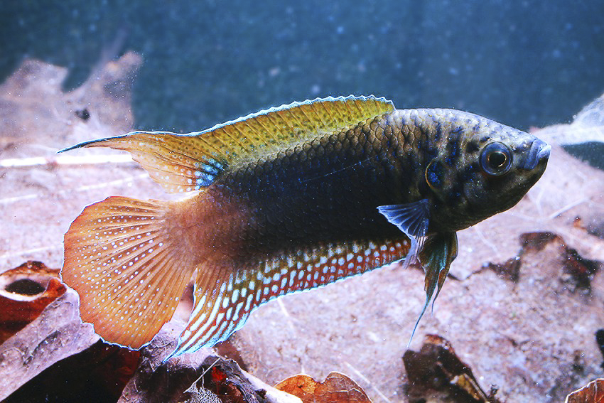 Macropodus ocellatus