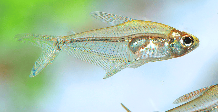 Phenacogaster cf. capitulata