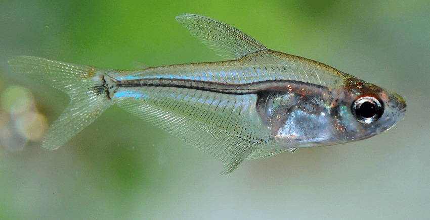 Phenacogaster cf. capitulata
