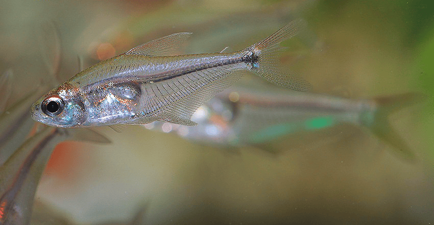 Phenacogaster cf. capitulata