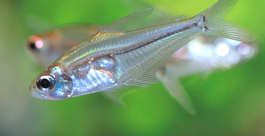 Phenacogaster cf. capitulata