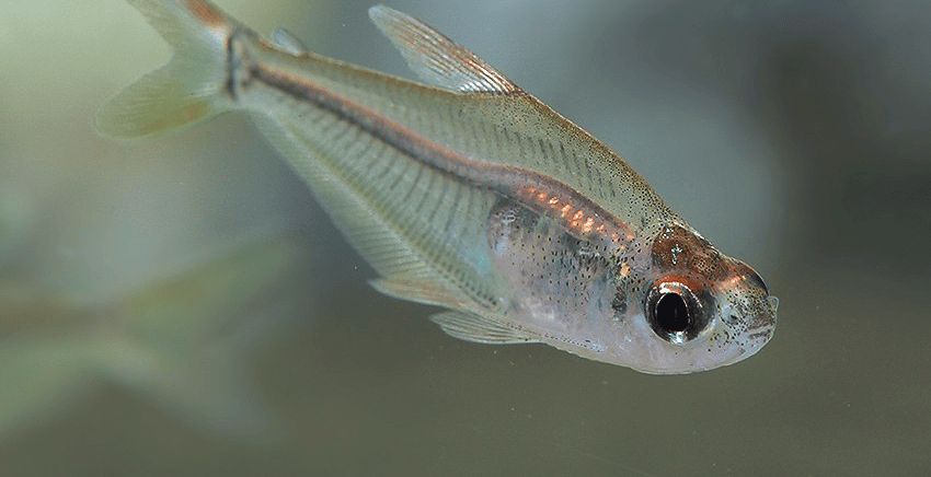 Phenacogaster cf. capitulata