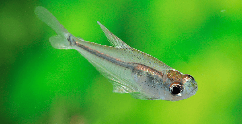 Phenacogaster cf. capitulata
