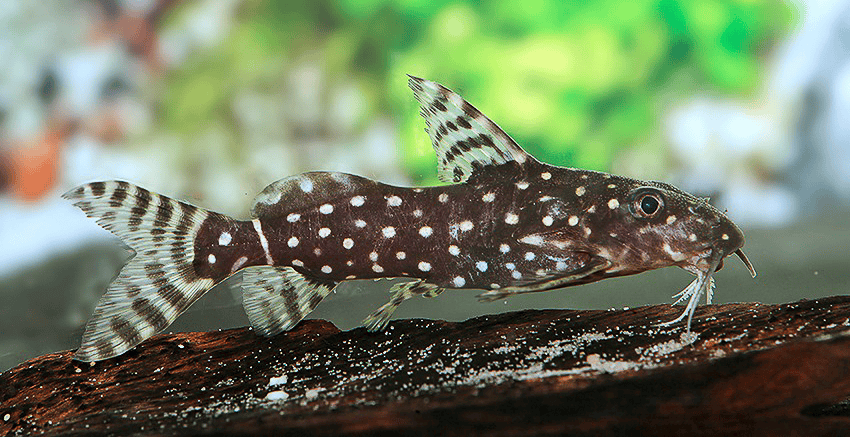 Synodontis angelicus