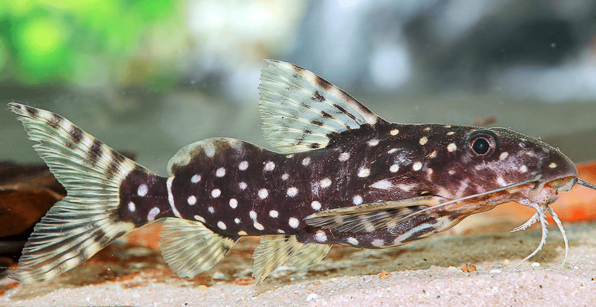 Synodontis angelicus
