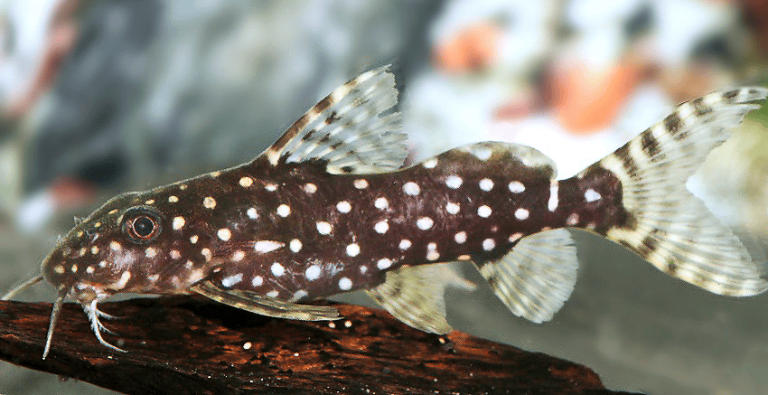 Synodontis angelicus