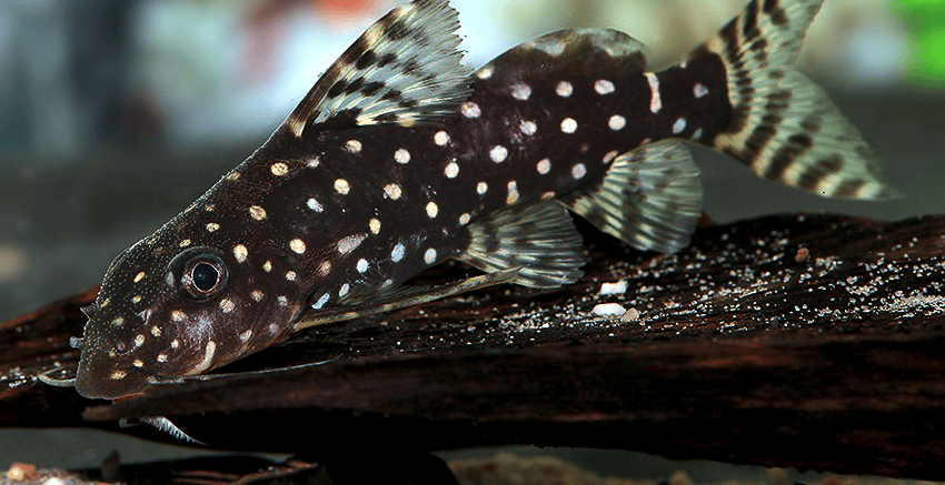 Synodontis angelicus