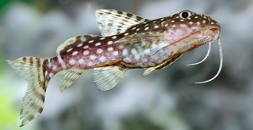 Synodontis angelicus