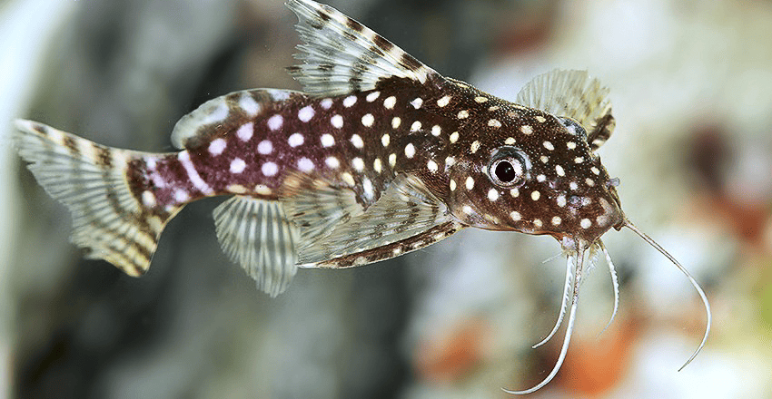 Synodontis angelicus