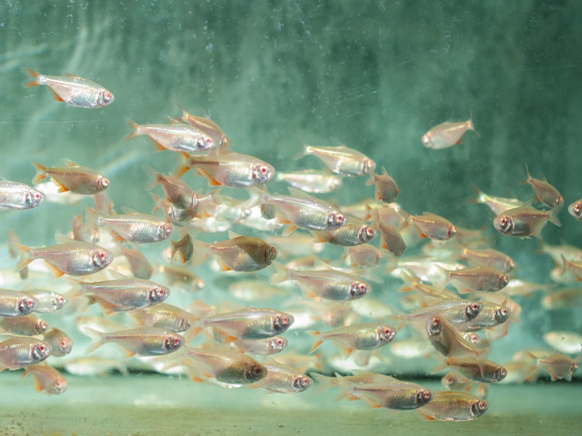 Hyphessobrycon anisitsi "Gold" - Flamingosalmler, NZ