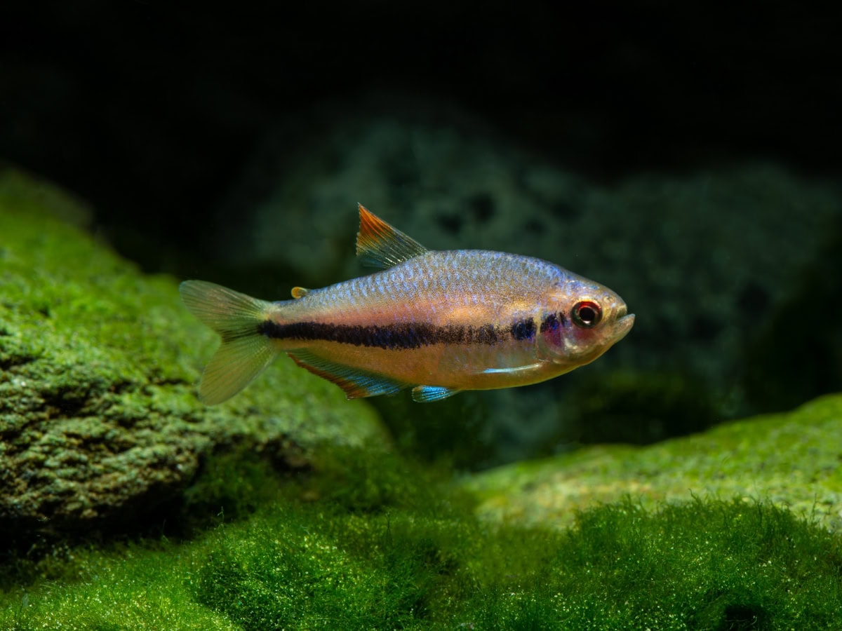 Inpaichthys sp. "Red Eye" - Rotaugen-Königssalmler, DNZ