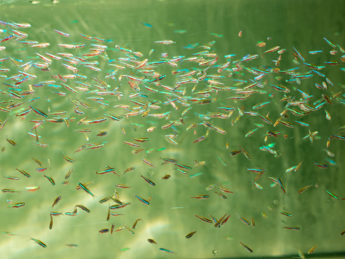 Paracheirodon simulans - Blauer Neon, WF