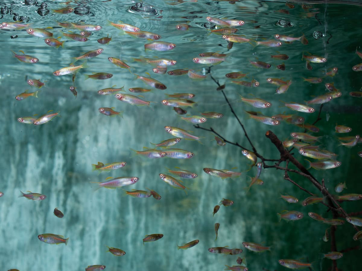 Danio choprae - Rubinbärbling, NZ