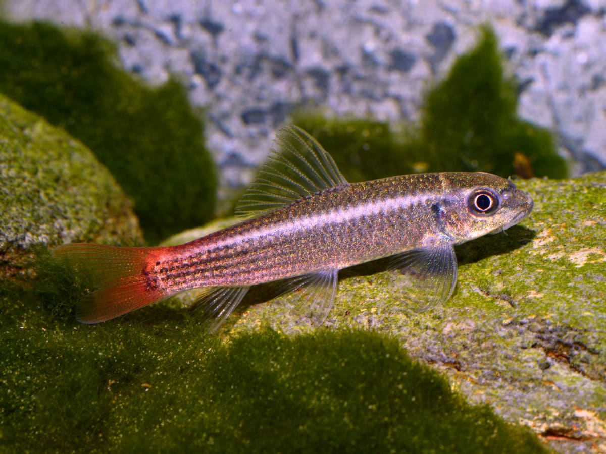 Garra panitvongi - Feuerschwanz-Saugbarbe, NZ