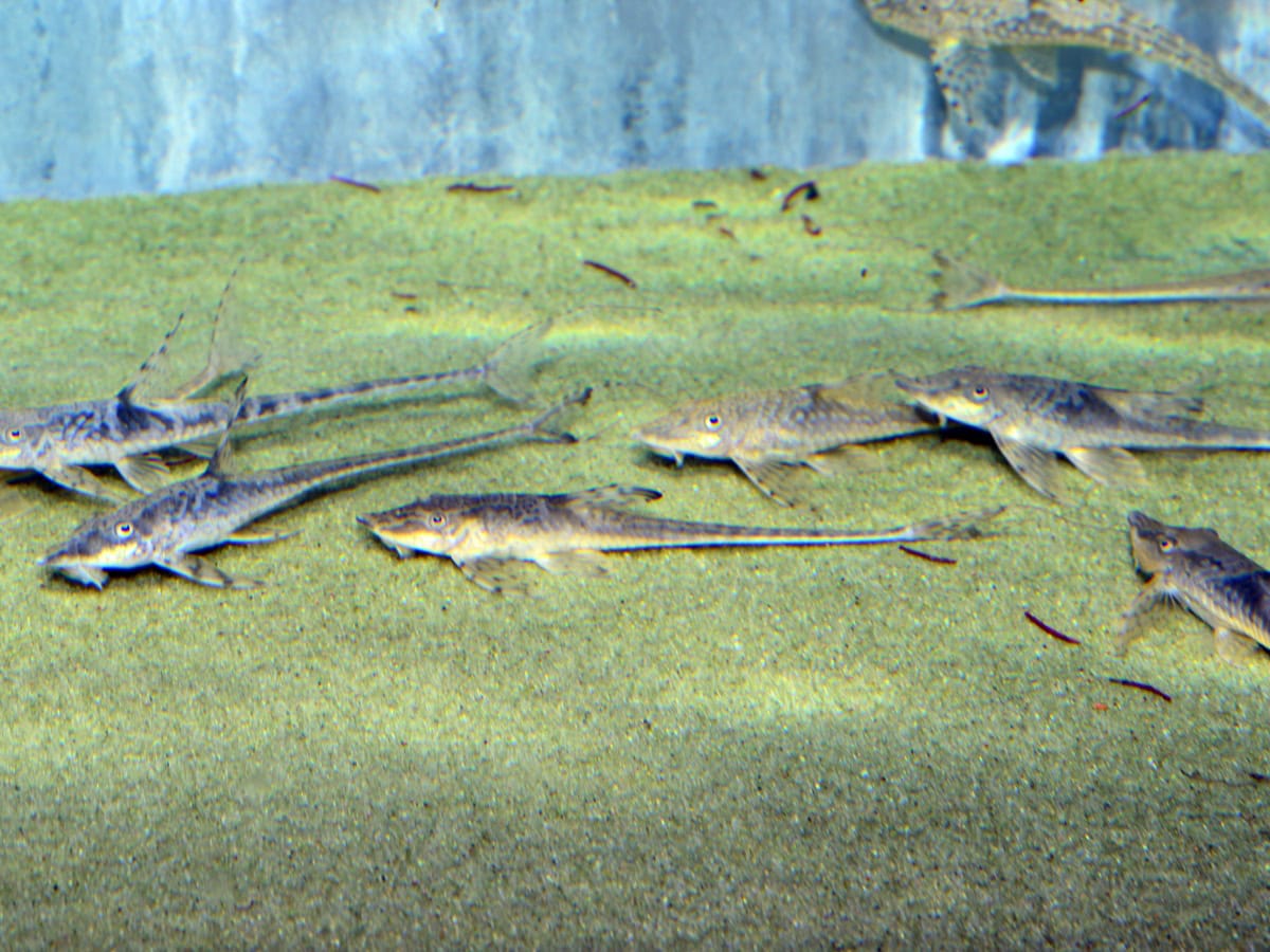 Sturisomatichthys leightoni - Leightons Störwels, WF-COL