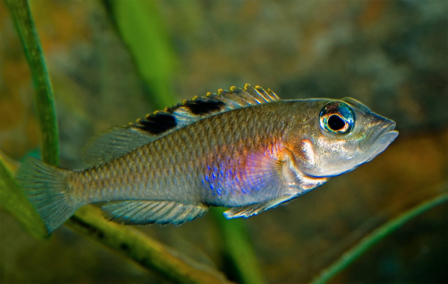 Den schwarzen Fleck in der Rückenflosse zeigen insbesondere weibliche Neolamprologus kungweensis. Foto: Wolfgang Staeck