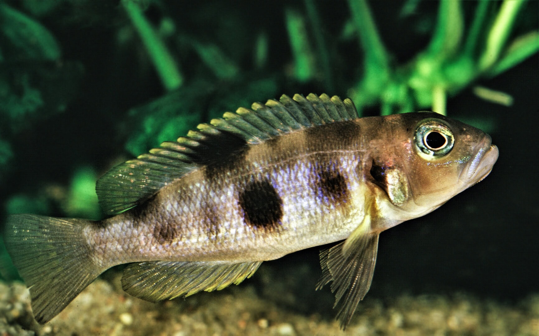 Da die Männchen von Neolamprologus boulengeri 7 cm groß werden, passen sie nicht mehr in Schneckenhäuser. Foto: Wolfgang Staeck