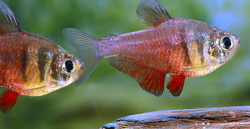 Hyphessobrycon flammeus