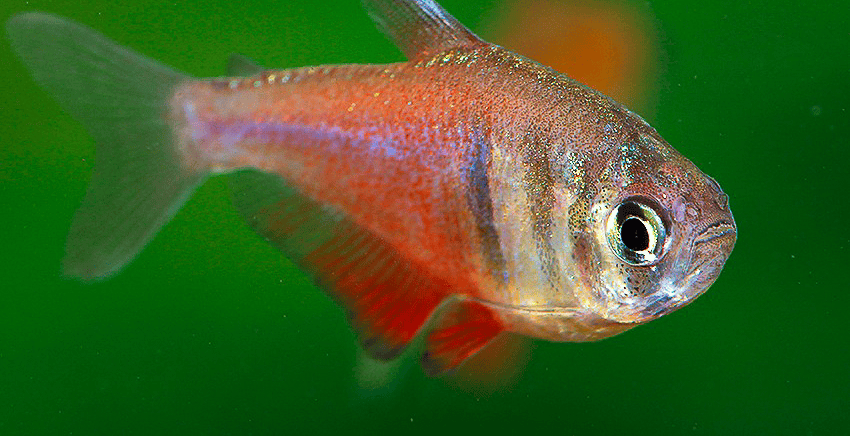 Hyphessobrycon flammeus
