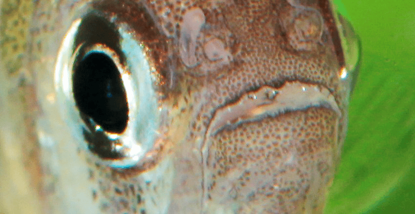 Hyphessobrycon flammeus