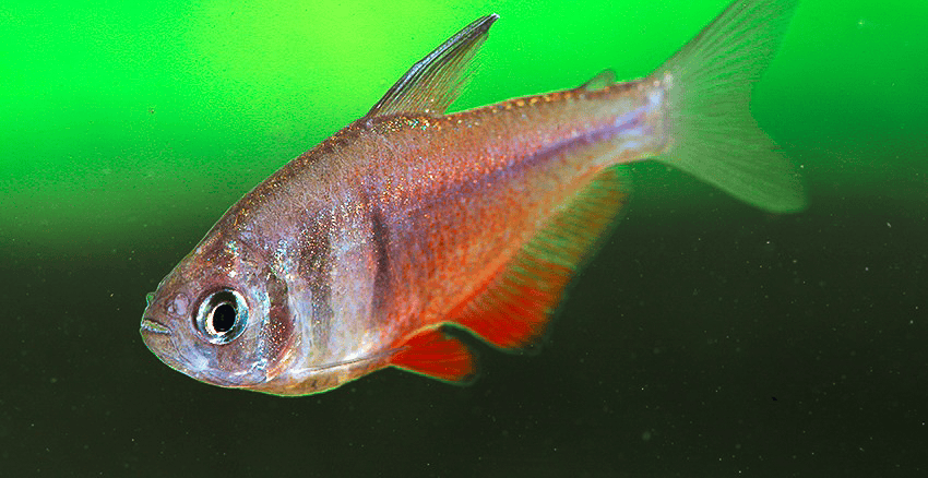 Hyphessobrycon flammeus