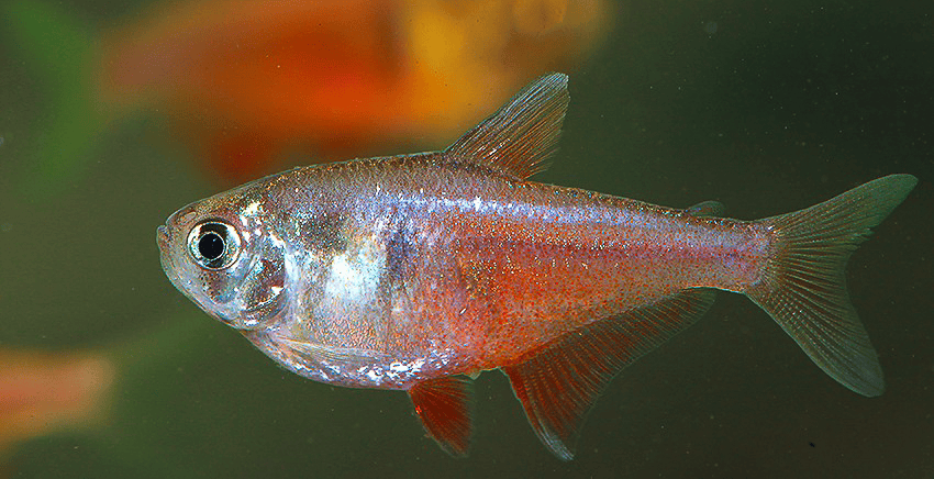 Hyphessobrycon flammeus
