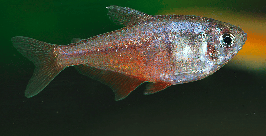 Hyphessobrycon flammeus