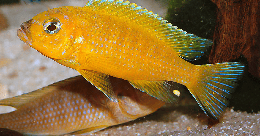 Maylandia sp. „Daktari“