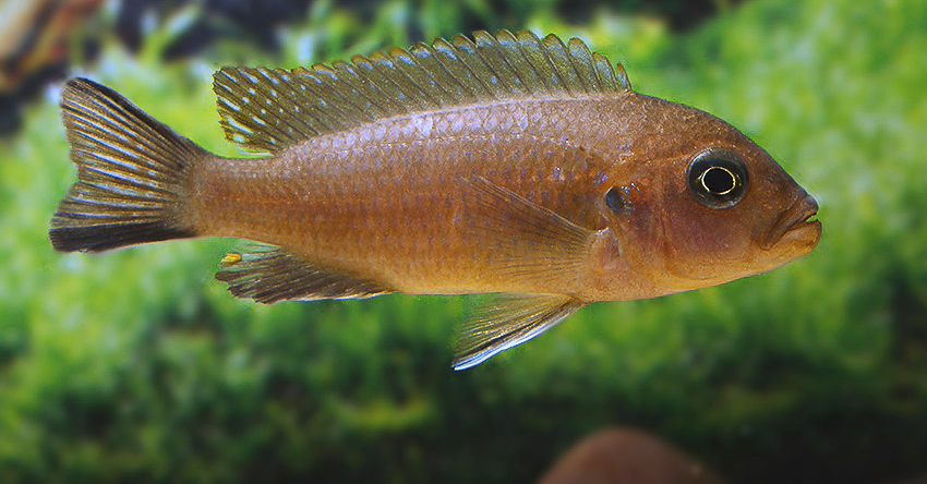 Maylandia sp. „Daktari“