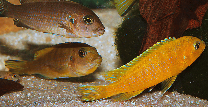 Maylandia sp. „Daktari“