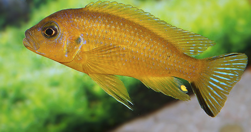 Maylandia sp. „Daktari“