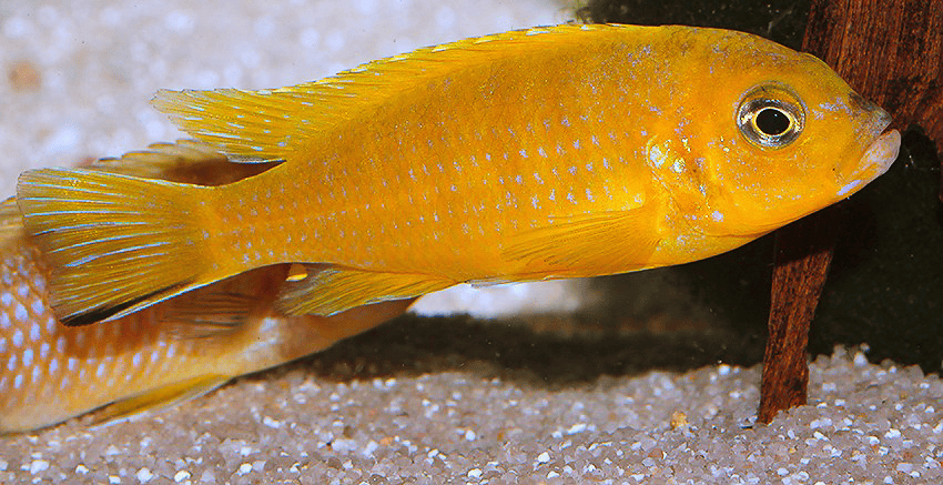 Maylandia sp. „Daktari“