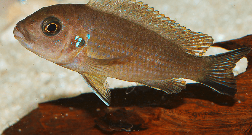 Maylandia sp. „Daktari“
