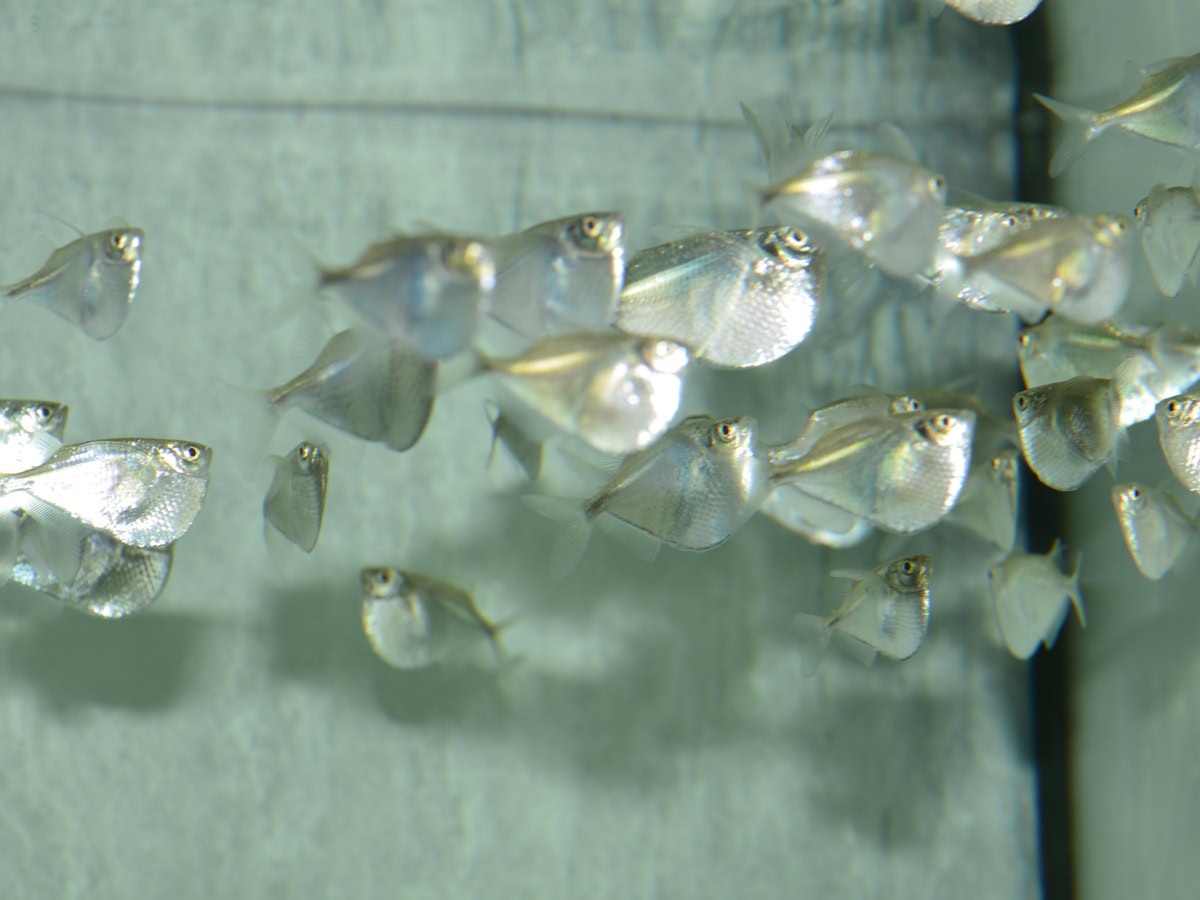 Gasteropelecus sternicla - Silber-Beilbauch, WF