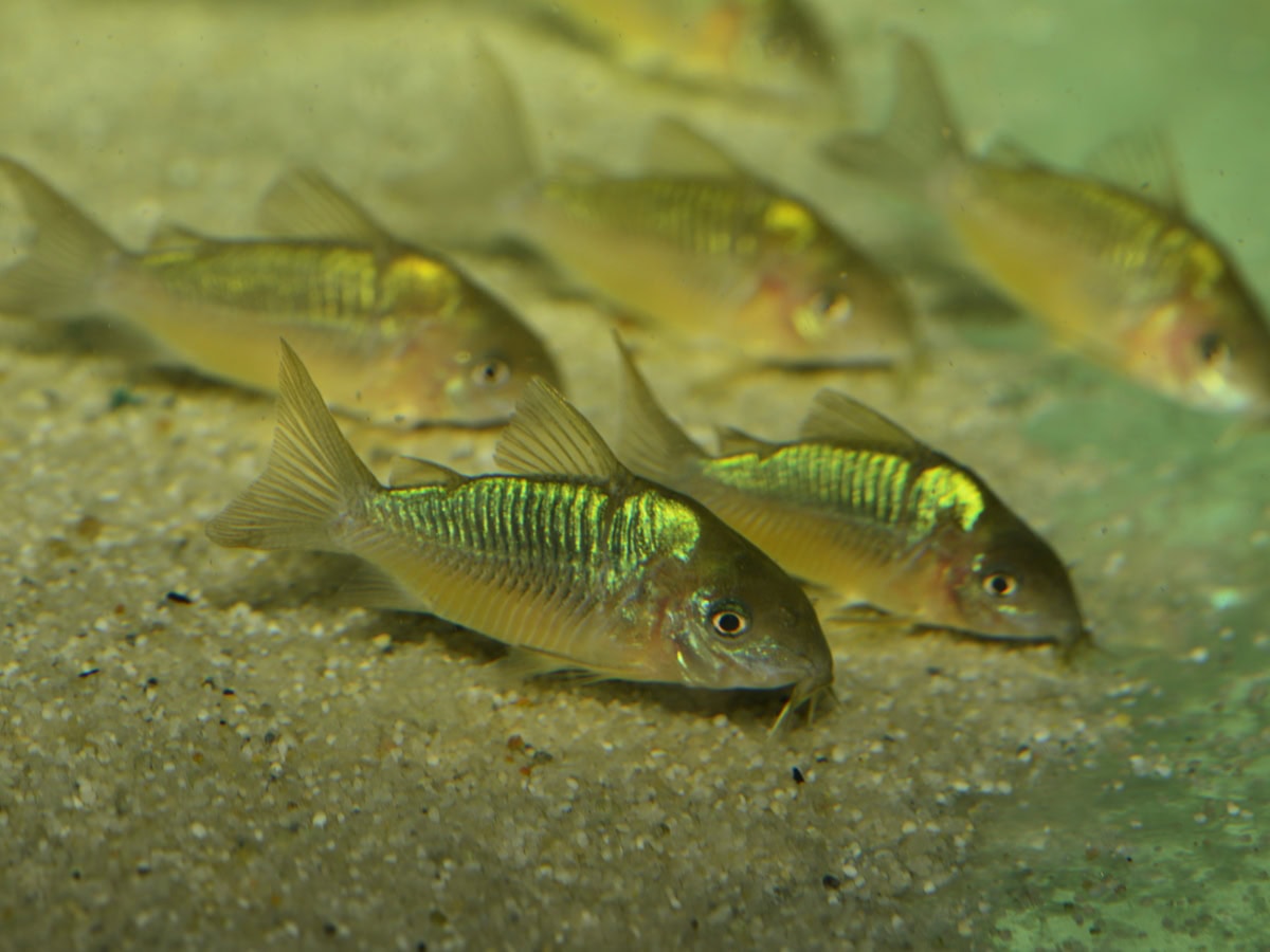 Brochis pantanalensis - Pantanal-Panzerwels, WF-BRA