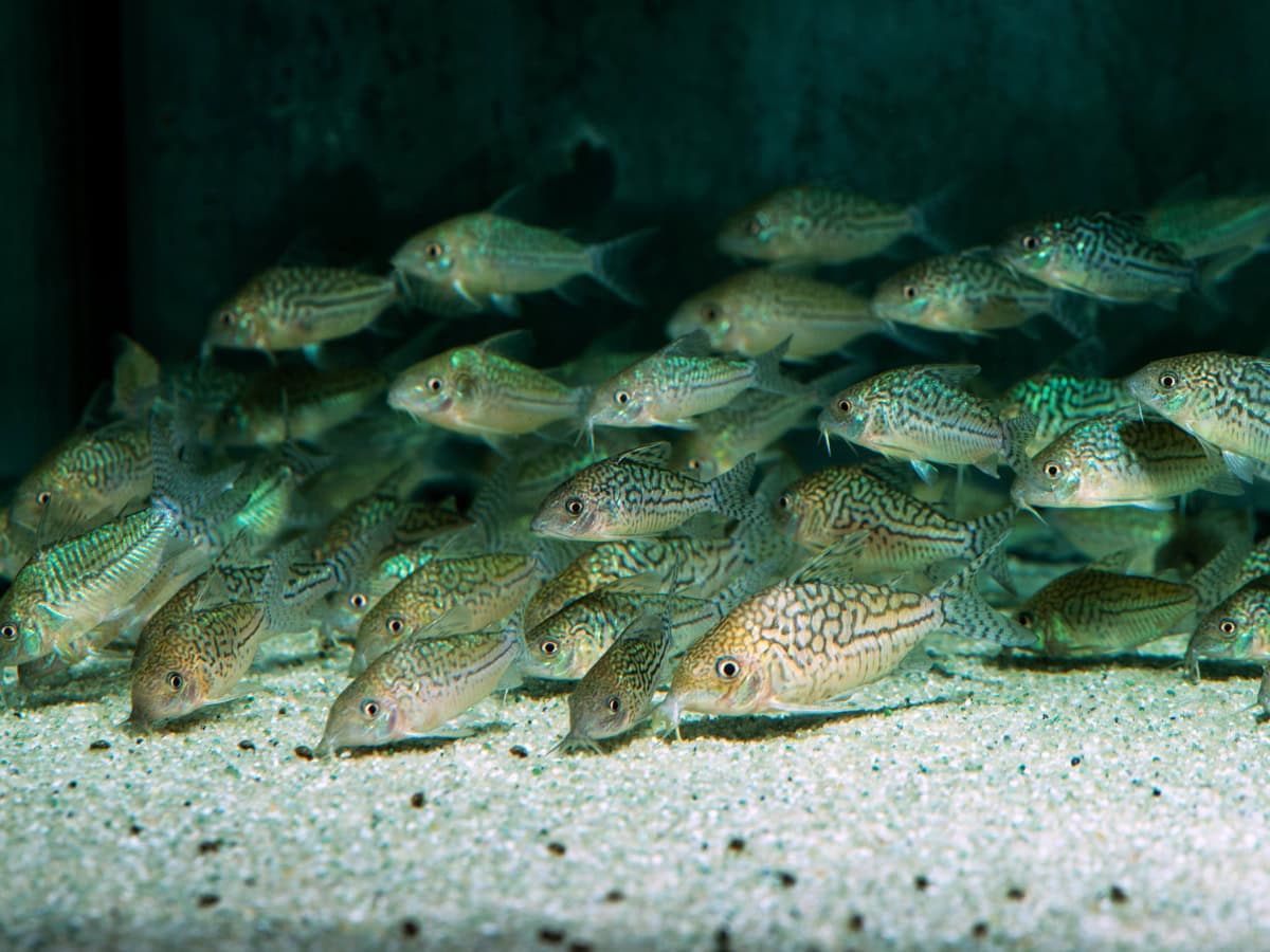 Corydoras sodalis - Genetzter Panzerwels, WF