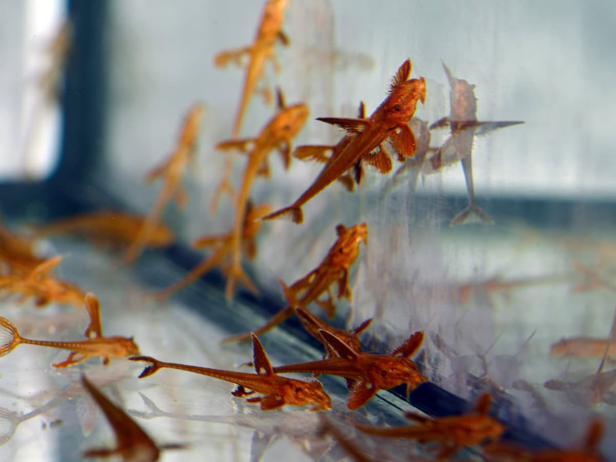 Leliella/Rineloricaria sp. - Roter Hexenwels, EUNZ